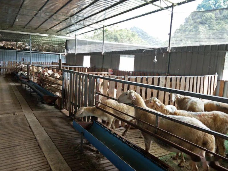延边牧业：绿色肉牛产业的新鲜注解
